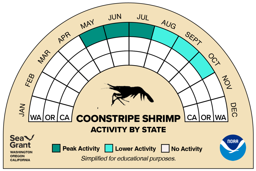 activity wheel for coonstripe shrimp that depicts monthly activity levels (peak, low, closed)