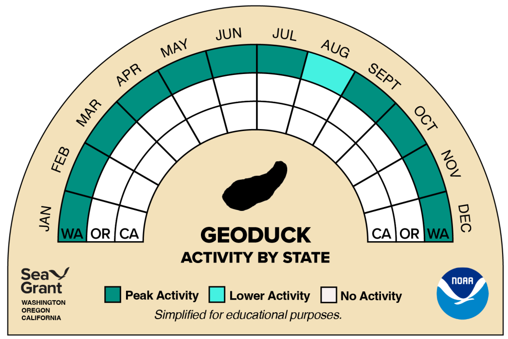 activity wheel for geoduck that depicts monthly activity levels (peak, low, closed)