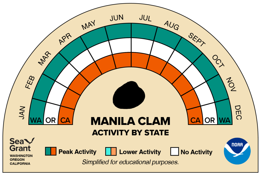 activity wheel for manila clam that depicts monthly activity levels (peak, low, closed)
