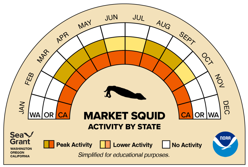 activity wheel for market squid that depicts monthly activity levels (peak, low, closed)