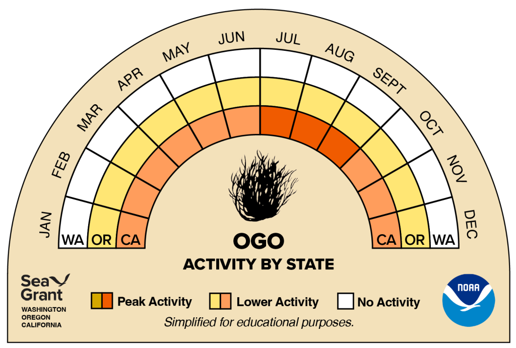activity wheel for ogo that depicts monthly activity levels (peak, low, closed)