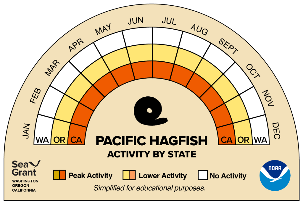 activity wheel for pacific hagfish that depicts monthly activity levels (peak, low, closed)