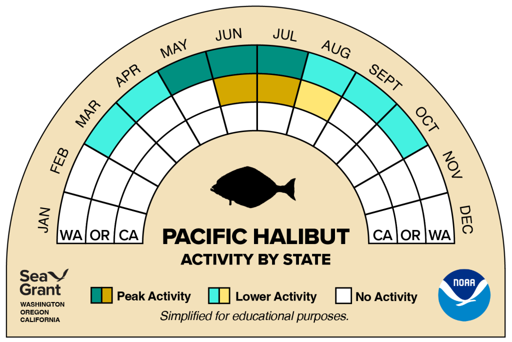 activity wheel for pacific halibut that depicts monthly activity levels (peak, low, closed)