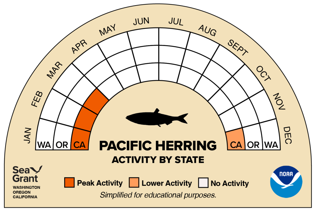 activity wheel for pacific herring that depicts monthly activity levels (peak, low, closed)
