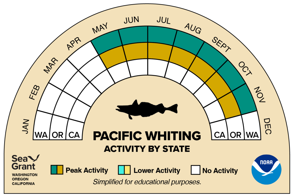 activity wheel for pacific whiting that depicts monthly activity levels (peak, low, closed)
