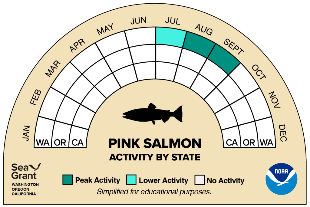 activity wheel for pink salmon that depicts monthly activity levels (peak, low, closed)