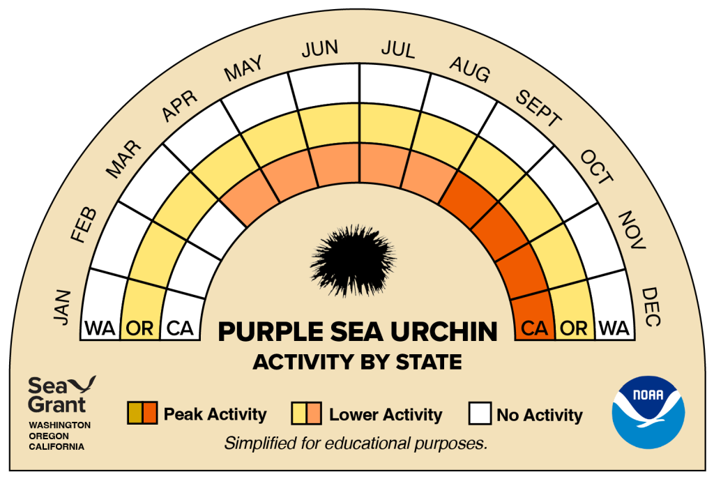 activity wheel for purple sea urchin that depicts monthly activity levels (peak, low, closed)