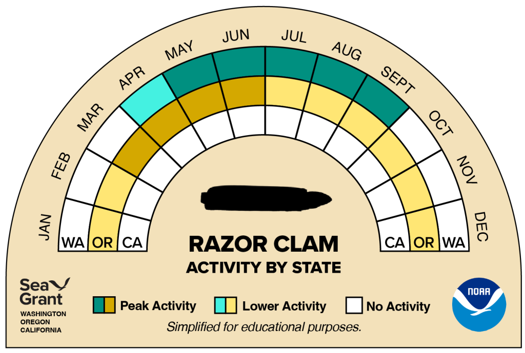activity wheel for razor clam that depicts monthly activity levels (peak, low, closed)