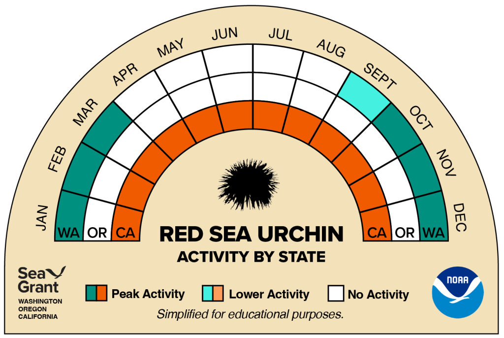 activity wheel for red sea urchin that depicts monthly activity levels (peak, low, closed)