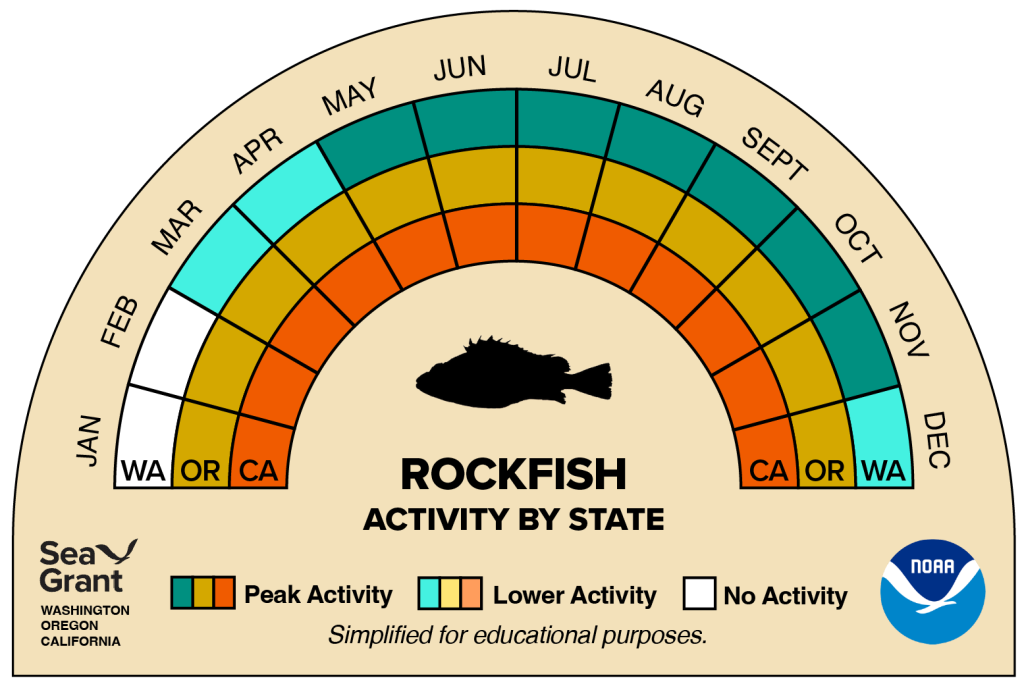 activity wheel for rockfish that depicts monthly activity levels (peak, low, closed)