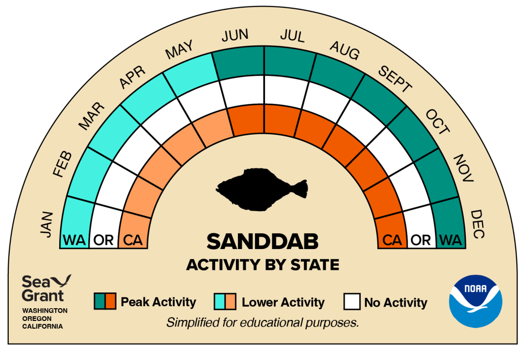 activity wheel for sanddab that depicts monthly activity levels (peak, low, closed)