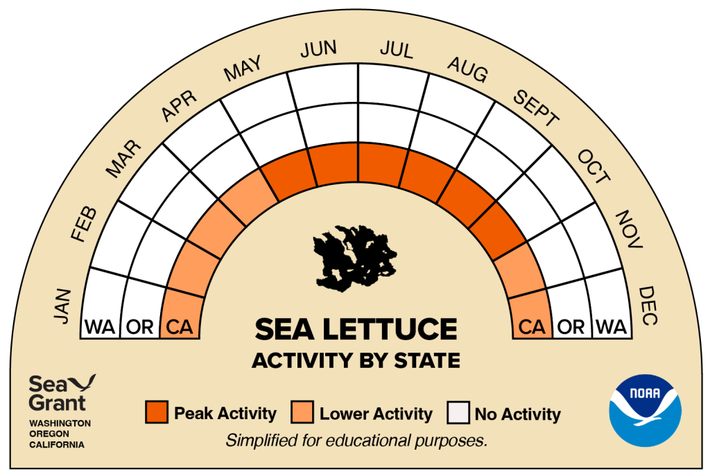 activity wheel for sea lettuce that depicts monthly activity levels (peak, low, closed)