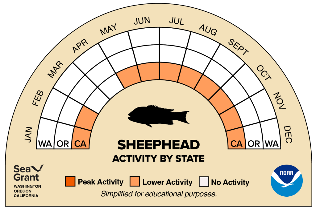 activity wheel for sheephead that depicts monthly activity levels (peak, low, closed)