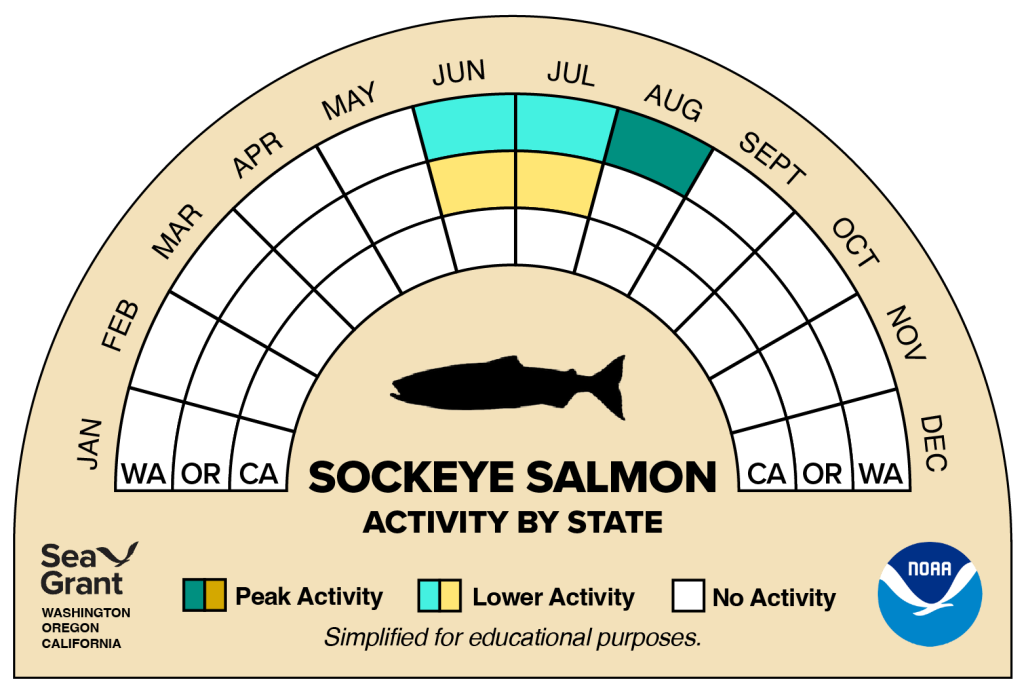 activity wheel for sockeye salmon that depicts monthly activity levels (peak, low, closed)