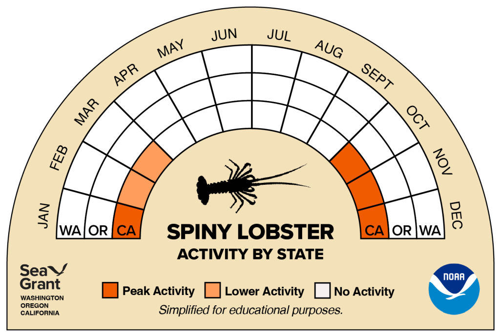 activity wheel for spiny lobster that depicts monthly activity levels (peak, low, closed)