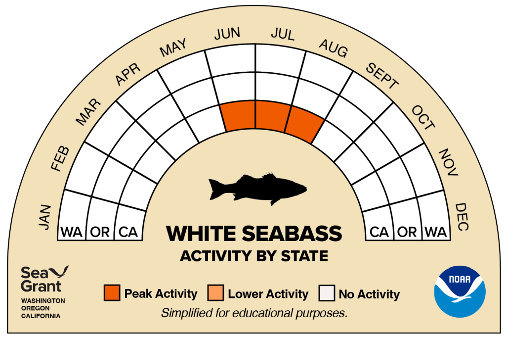 activity wheel for white seabass that depicts monthly activity levels (peak, low, closed)