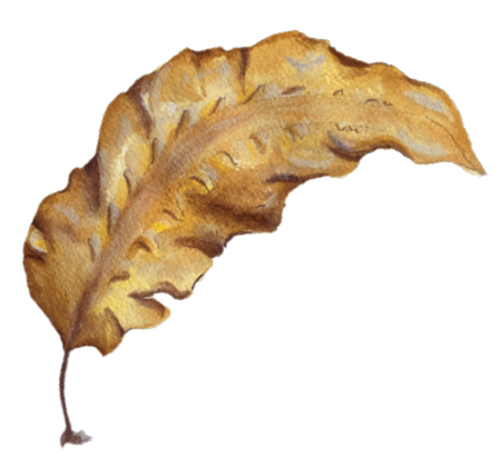 Illustration of Sugar kelp courtesy of the National Seaweed Hub