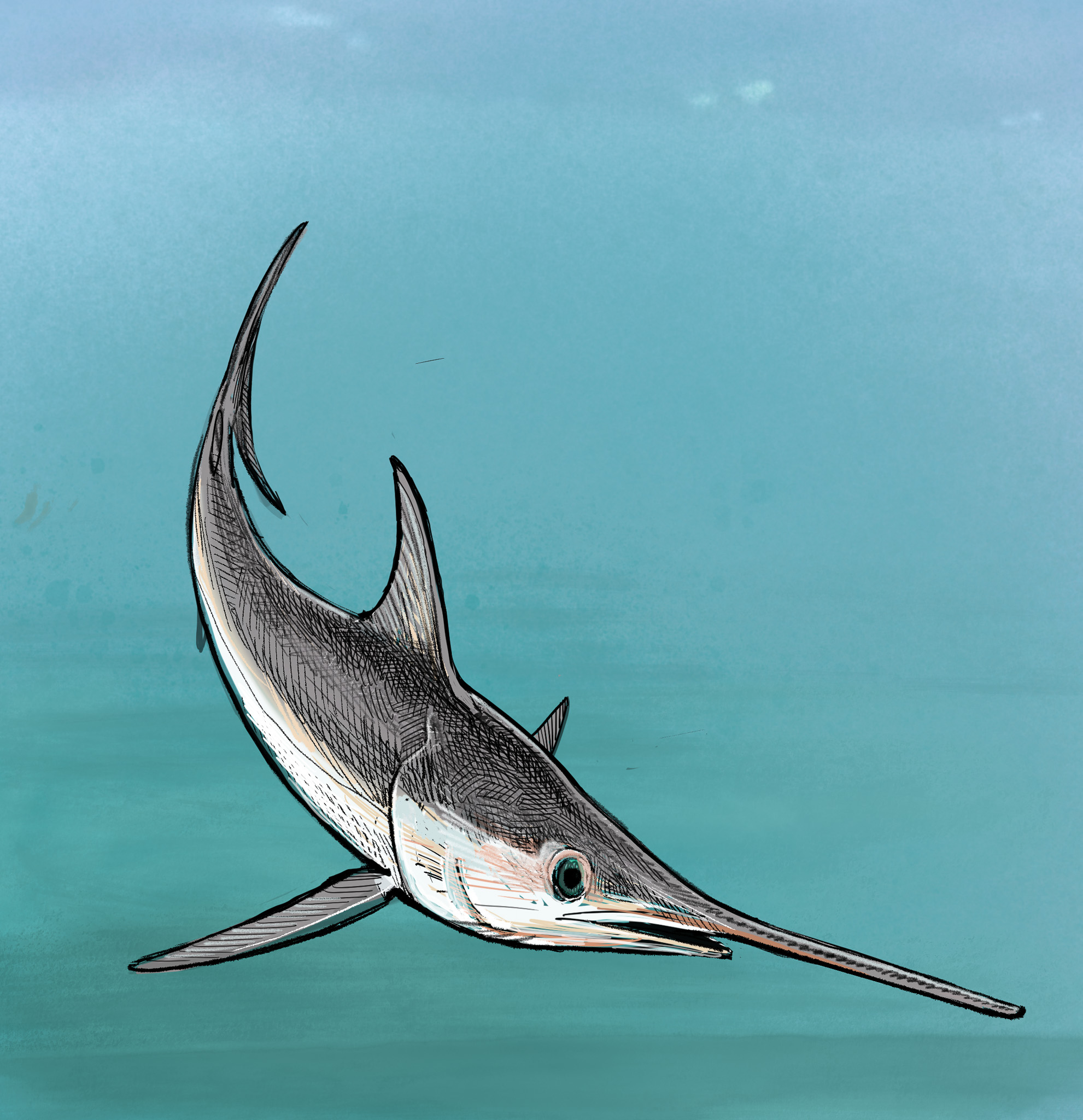 Illustration of swordfish by Tom Crestodina