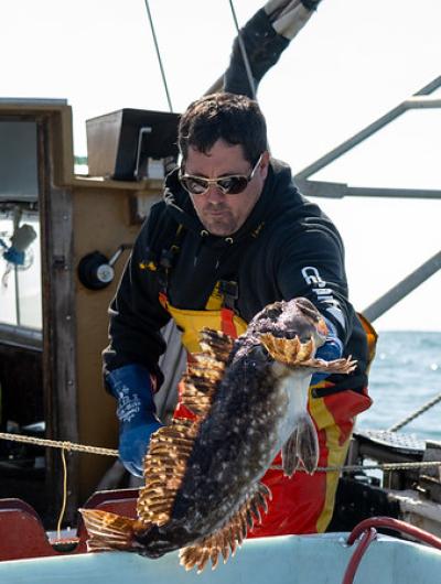A fisherman lands a lingcod on the back deck of a fishing vessel
