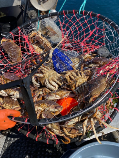 A large, round, crab pot filled with Dungeness crab rests on the side of a boat after being brought on board