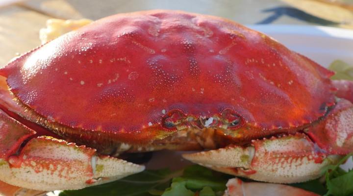 Cooked Dungeness crab