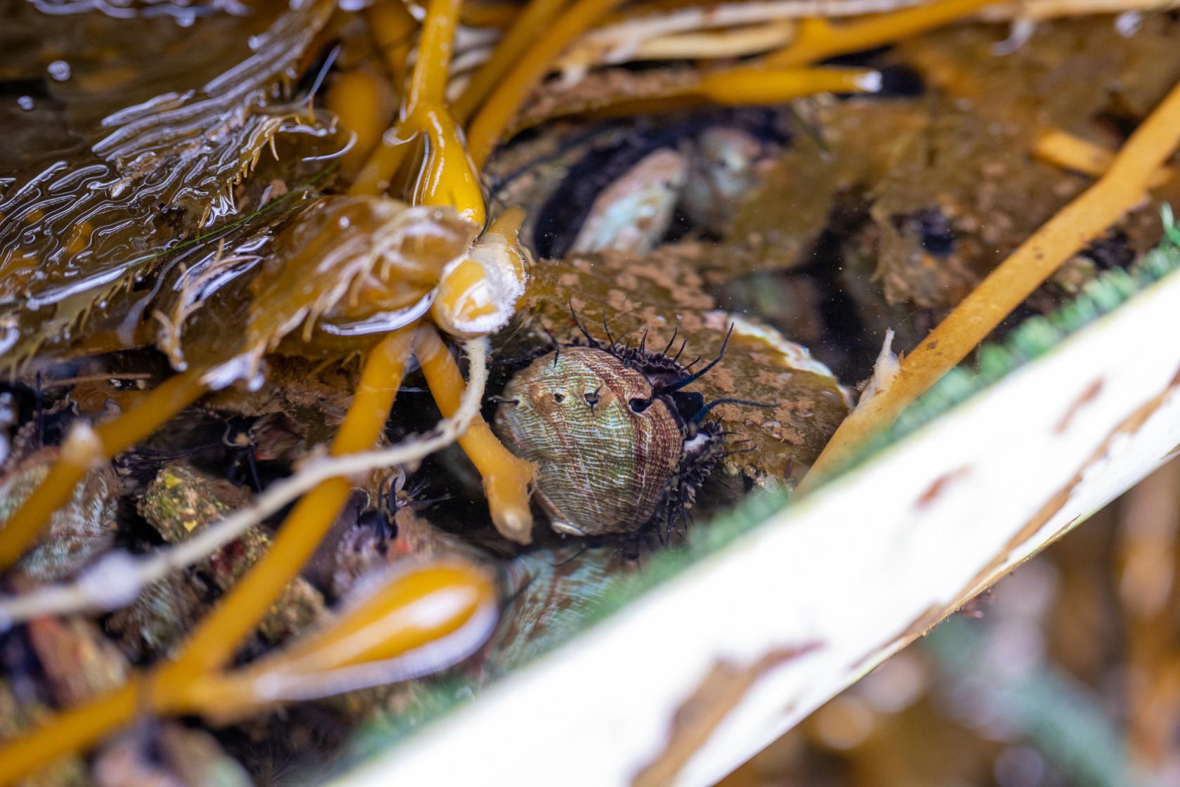 Abalone and seaweed in an onshore culture tank