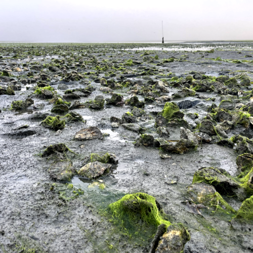 photo of Oysters broadcast on bottom sediment in intertidal on an oyster farm