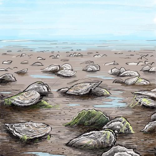 Illustration of oysters growing on mudflat, by Tom Crestodina