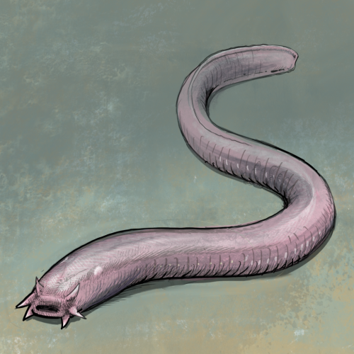 Illustration of Hagfish by Tom Crestodina