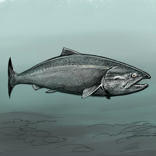 Illustration of King salmon by Tom Crestodina