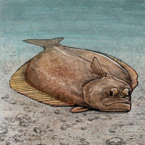 Illustration of Petrale sole by Tom Crestodina