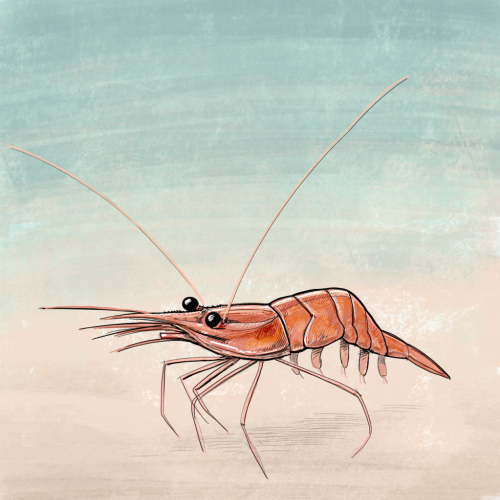 Illustration of Pink shrimp by Tom Crestodina