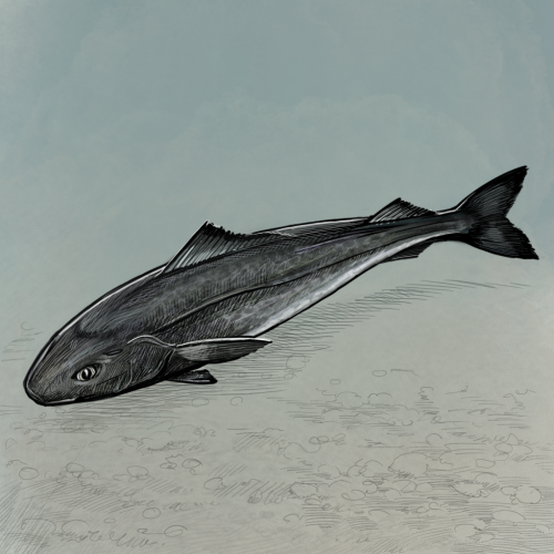 Illustration of Sablefish (Black Cod) by Tom Crestodina