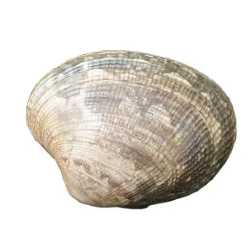 Photo of Manila clam courtesy of Washington Department of Fish and Wildlife