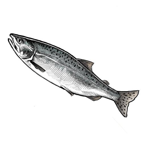Illustration of Pink salmon by Tom Crestodina