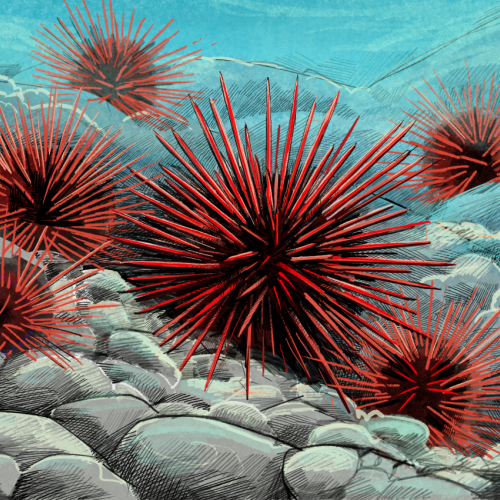 Illustration of Red Sea Urchins by Tom Crestodina