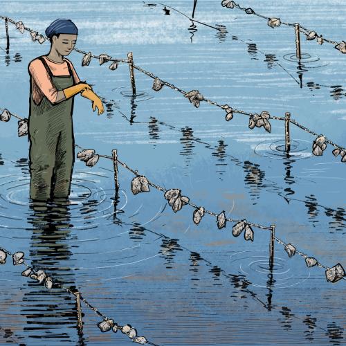 Illustration of person standing on a mudflat next to oyster longline gear, by Tom Crestodina