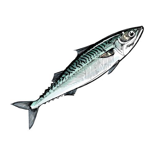 Illustration of Pacific (Chub) mackerel by Tom Crestodina