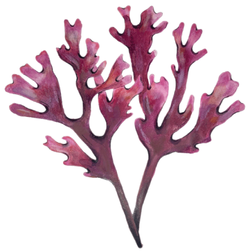Illustration of Pacific Dulse courtesy of the National Seaweed Hub