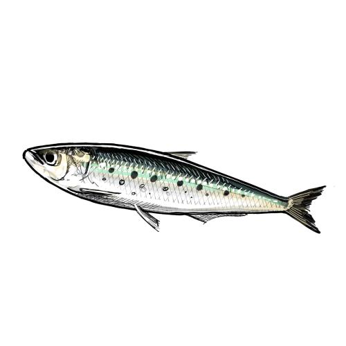 Illustration of Pacific Sardine by Tom Crestodina
