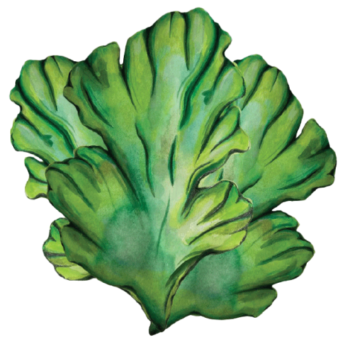 Illustration of Sea lettuce courtesy of the National Seaweed Hub