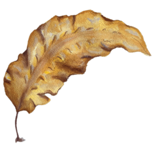 Illustration of Sugar kelp courtesy of the National Seaweed Hub