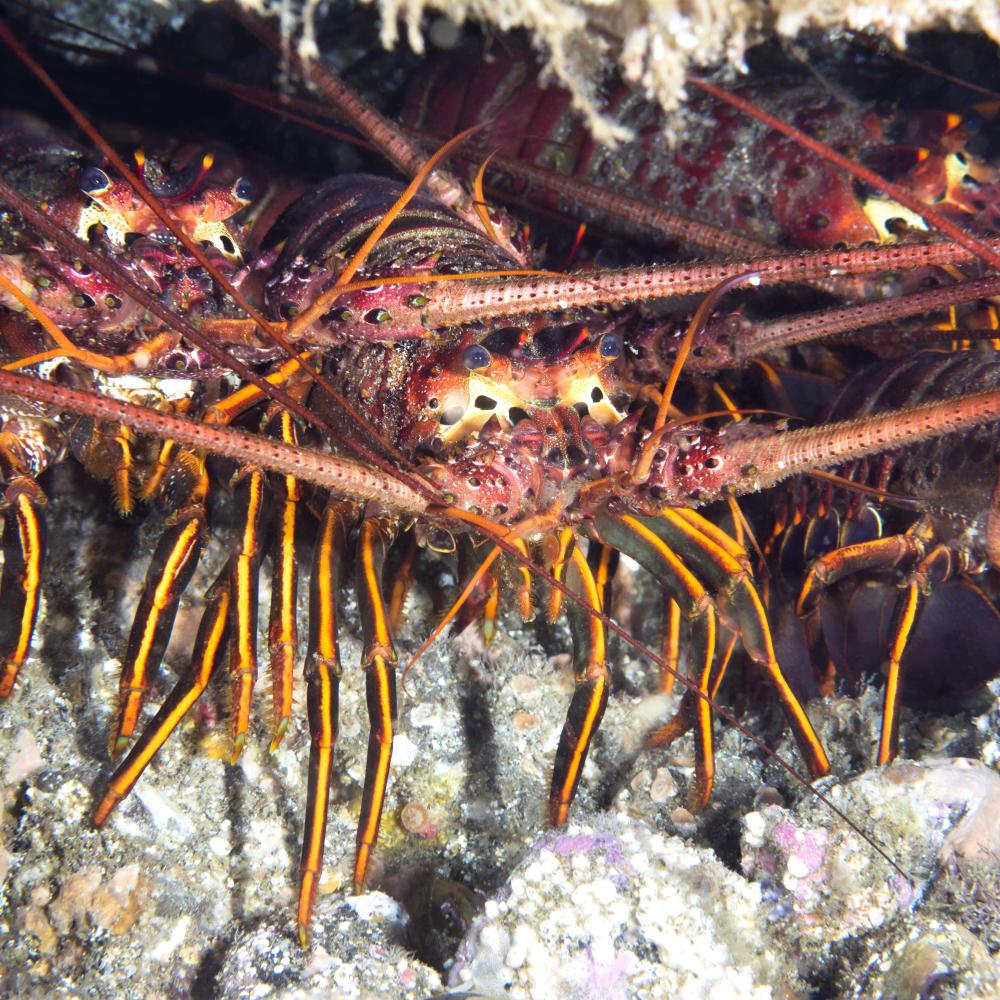 Stock photo of lobsters under ledge. Credit: joebelanger, iStockPhoto